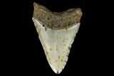 Fossil Megalodon Tooth - North Carolina #124938-2